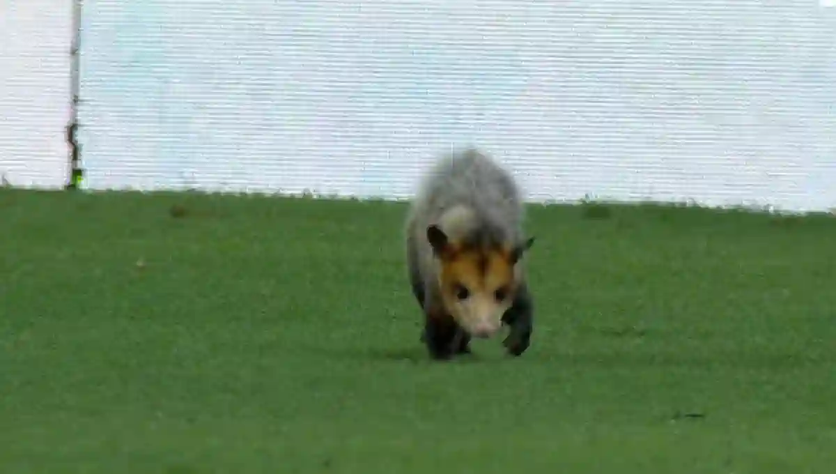 E ESSA? GAMBÁ 'INVADE' CAMPO DO MARACANÃ DURANTE PARTIDA ENTRE FLAMENGO E AMAZONAS